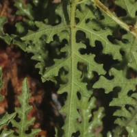 Citrullus colocynthis (L.) Schrad.